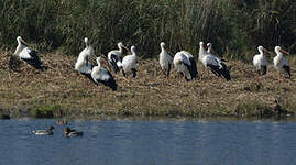 Cigogne blanche