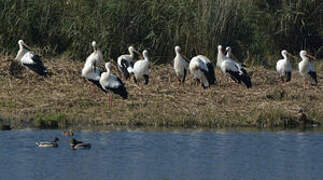 White Stork