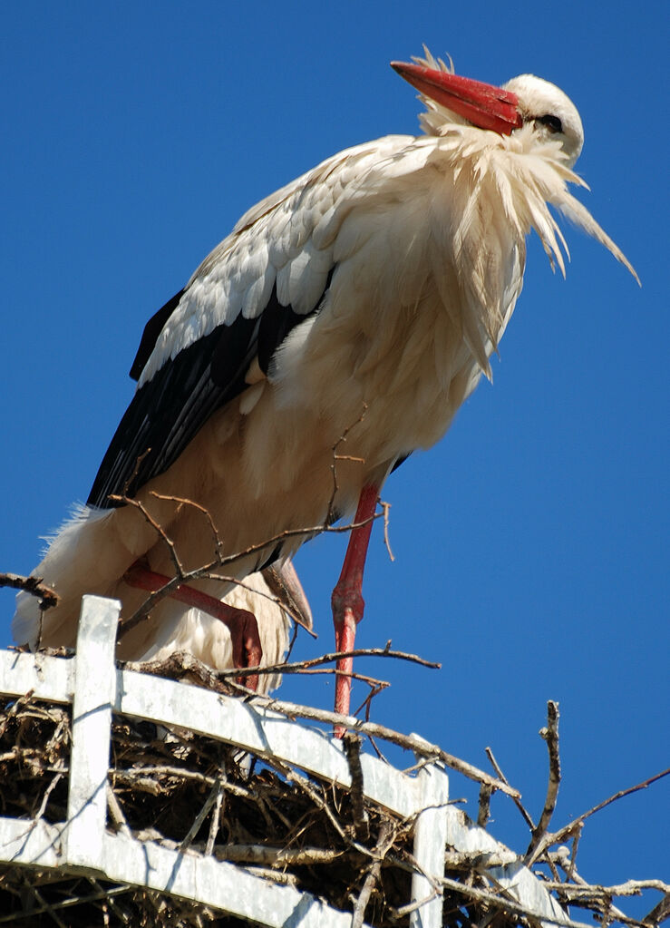 Cigogne blanche, identification