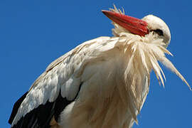 White Stork