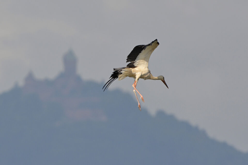 White Stork