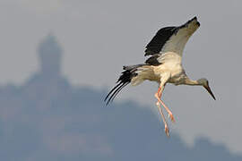 White Stork