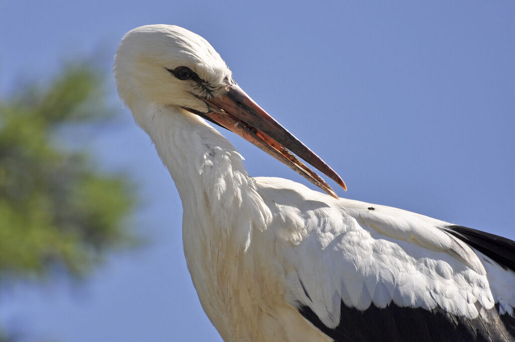 White Stork