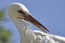 White Stork