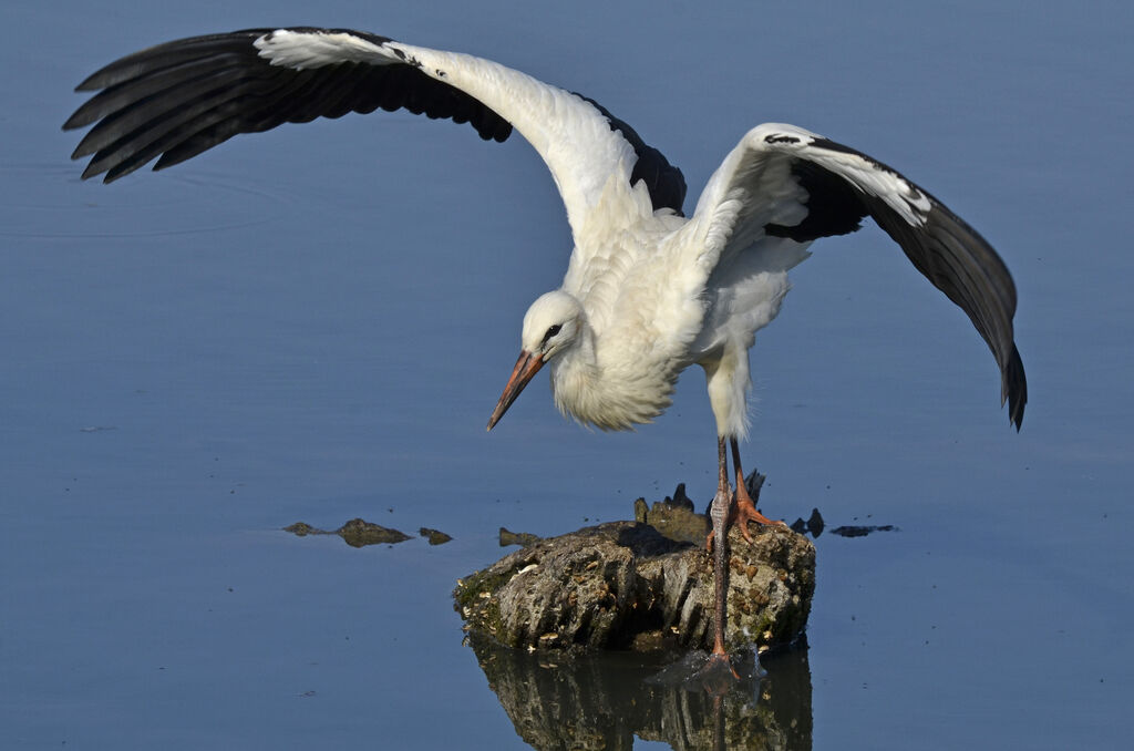 Cigogne blanche, identification