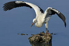 Cigogne blanche