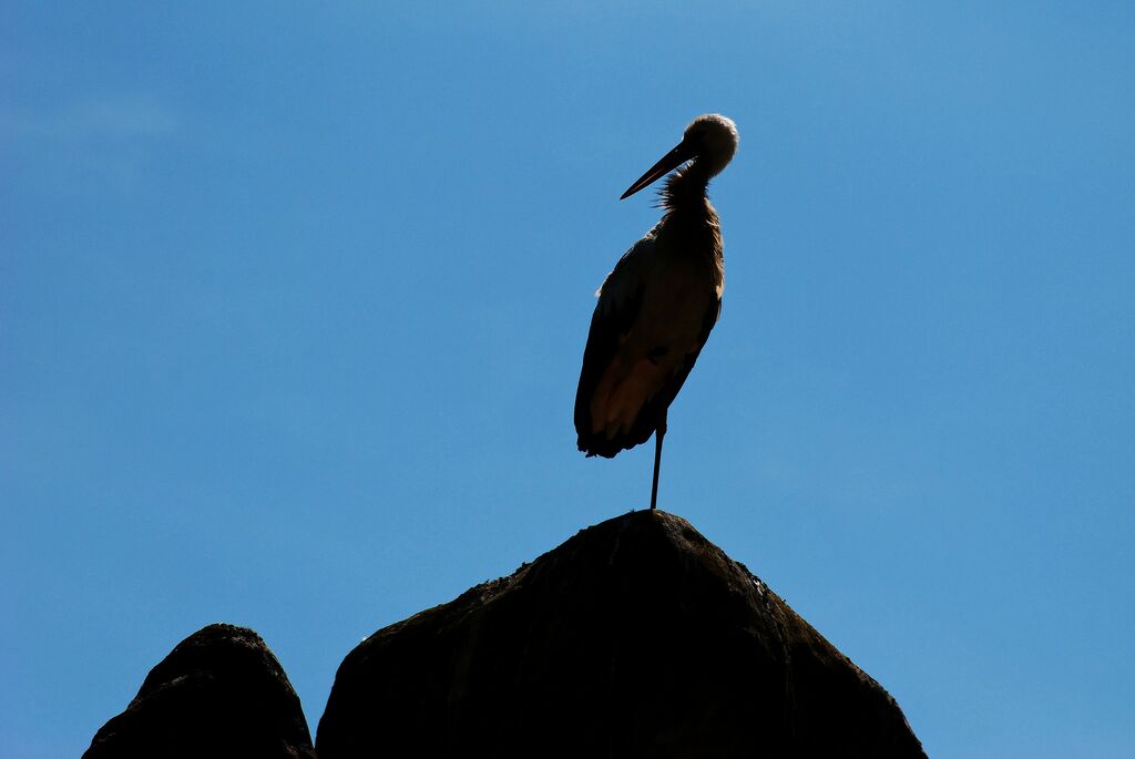 White Stork