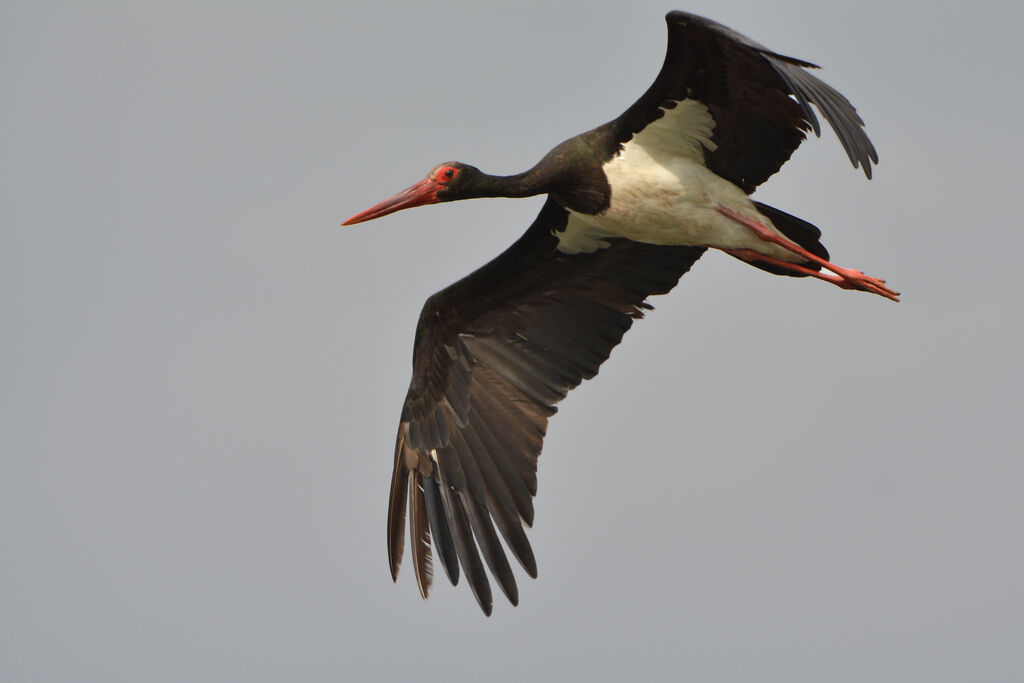 Cigogne noireadulte, Vol