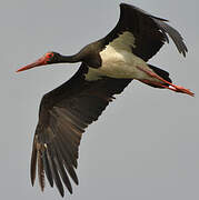 Black Stork