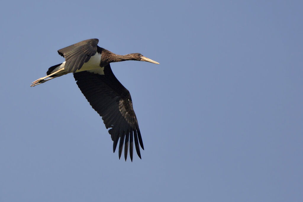 Cigogne noire1ère année, Vol