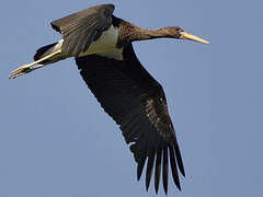 Black Stork