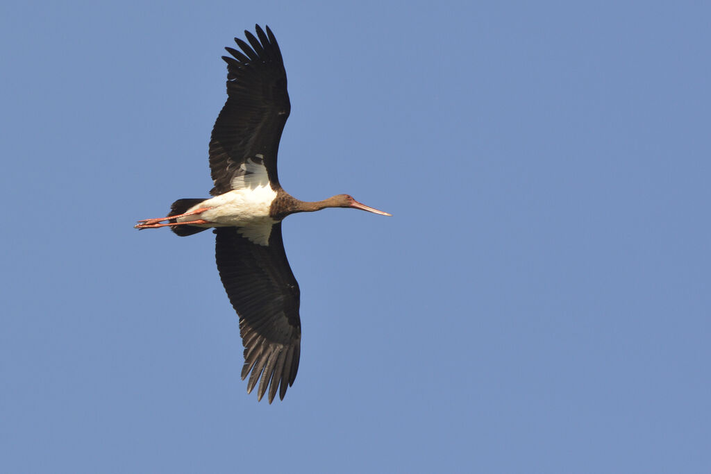 Cigogne noire2ème année, Vol