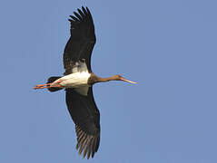 Cigogne noire