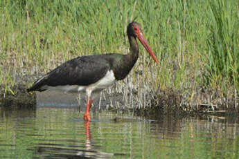 Cigogne noire