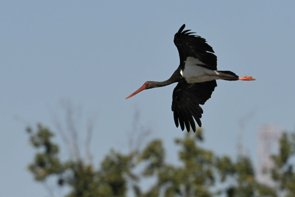 Cigogne noireadulte, identification