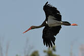 Cigogne noire