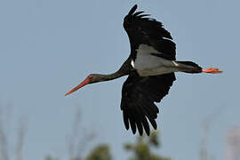 Black Stork