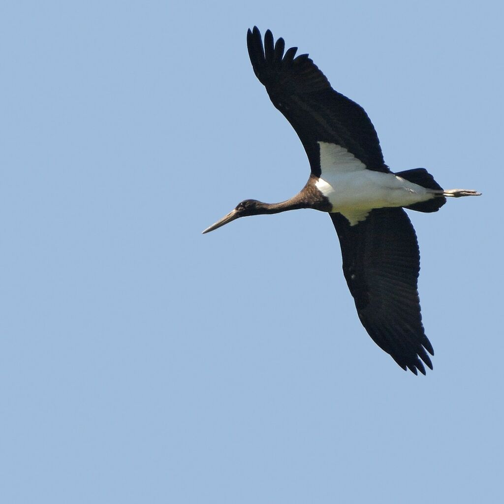 Black StorkFirst year, identification