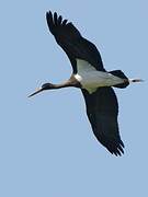 Black Stork