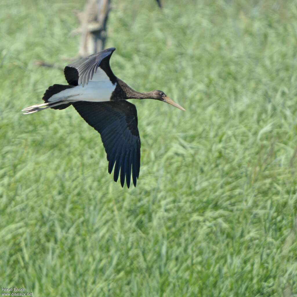 Cigogne noirejuvénile, Vol