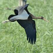 Black Stork