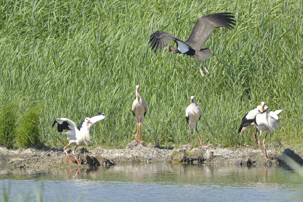 Cigogne noire