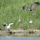 Cigogne noire