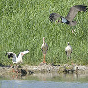 Black Stork