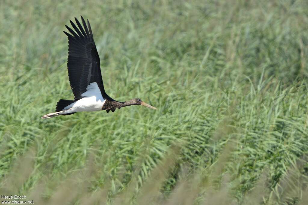 Black Storkjuvenile, Flight