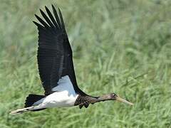 Black Stork