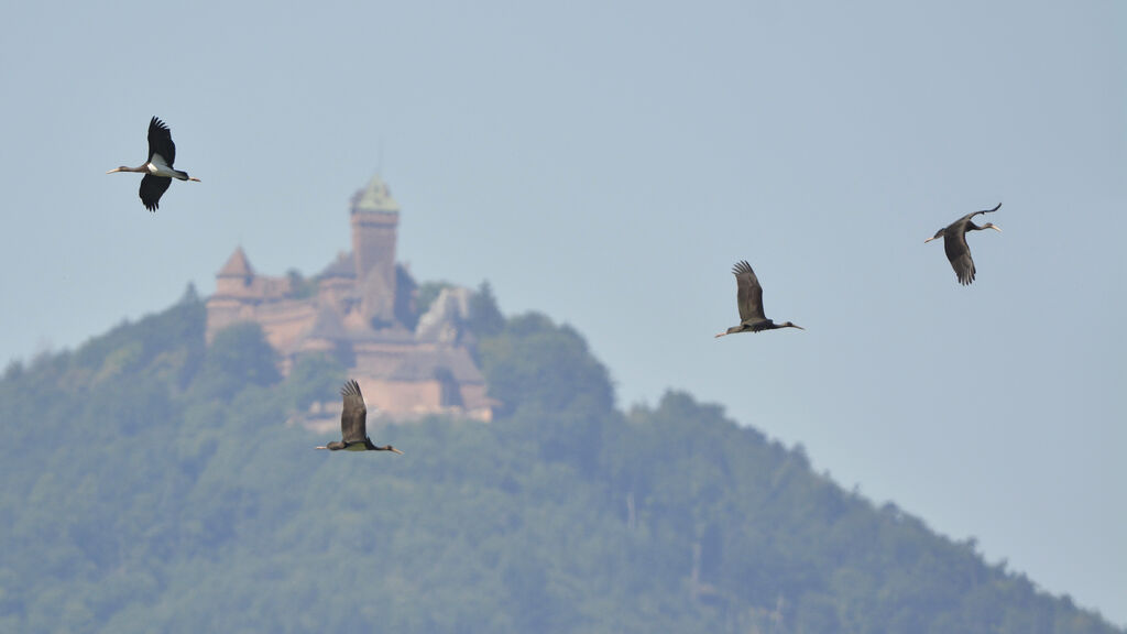 Black Stork