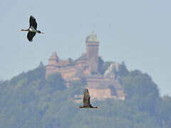 Cigogne noire