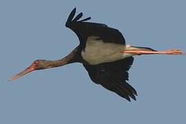 Black Stork