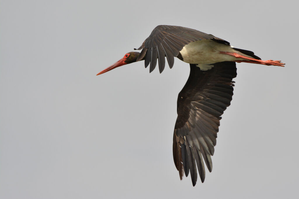 Black Storkadult, identification