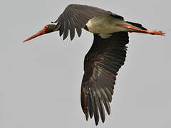 Black Stork