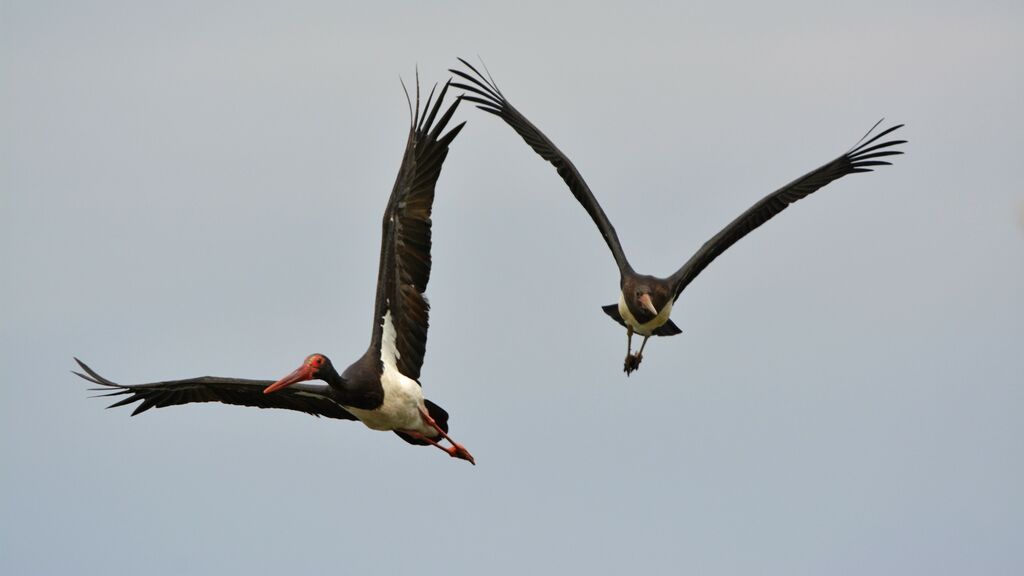 Cigogne noireadulte, Vol