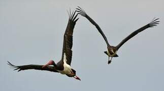 Black Stork