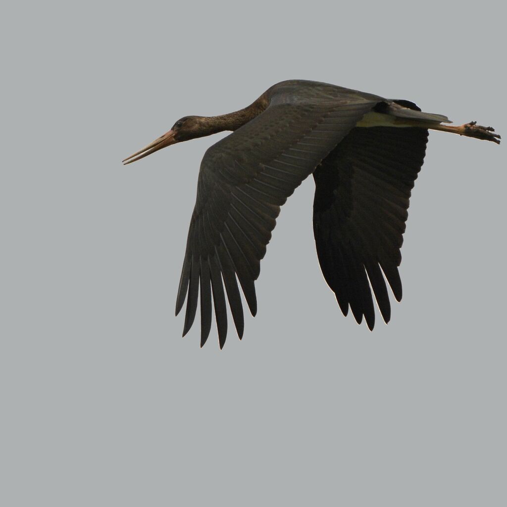 Black Storkjuvenile, Flight