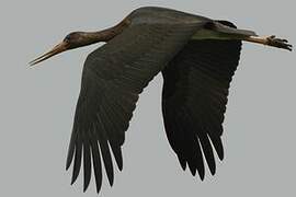 Black Stork