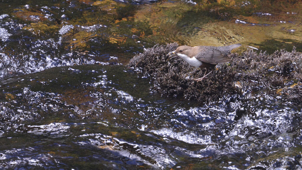 Cincle plongeuradulte, habitat