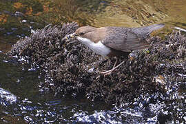 White-throated Dipper