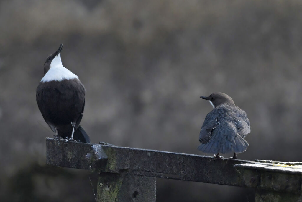 White-throated Dipperadult, courting display