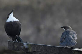 White-throated Dipper