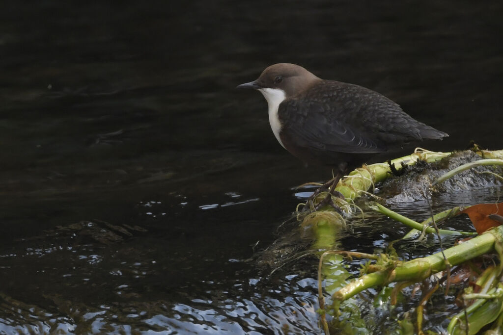 White-throated Dipperadult, identification