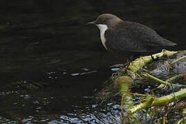 White-throated Dipper