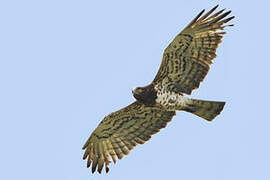 Short-toed Snake Eagle