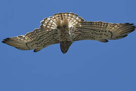 Short-toed Snake Eagle