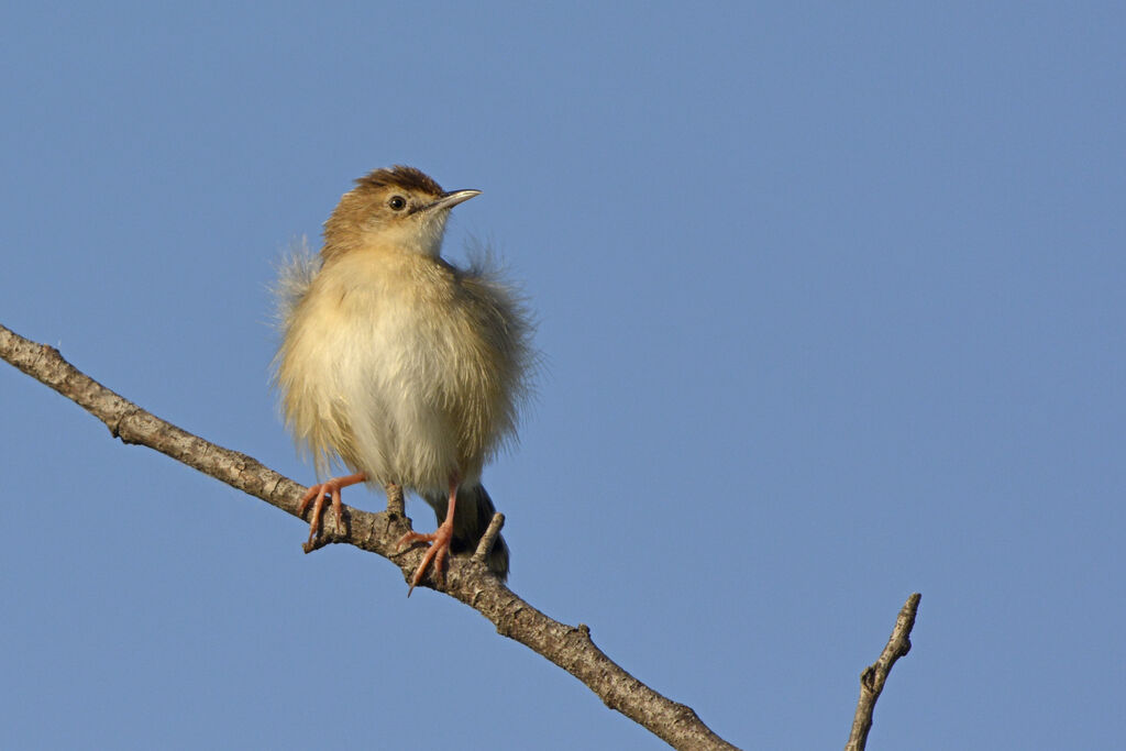 Zitting Cisticola, identification