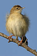 Zitting Cisticola