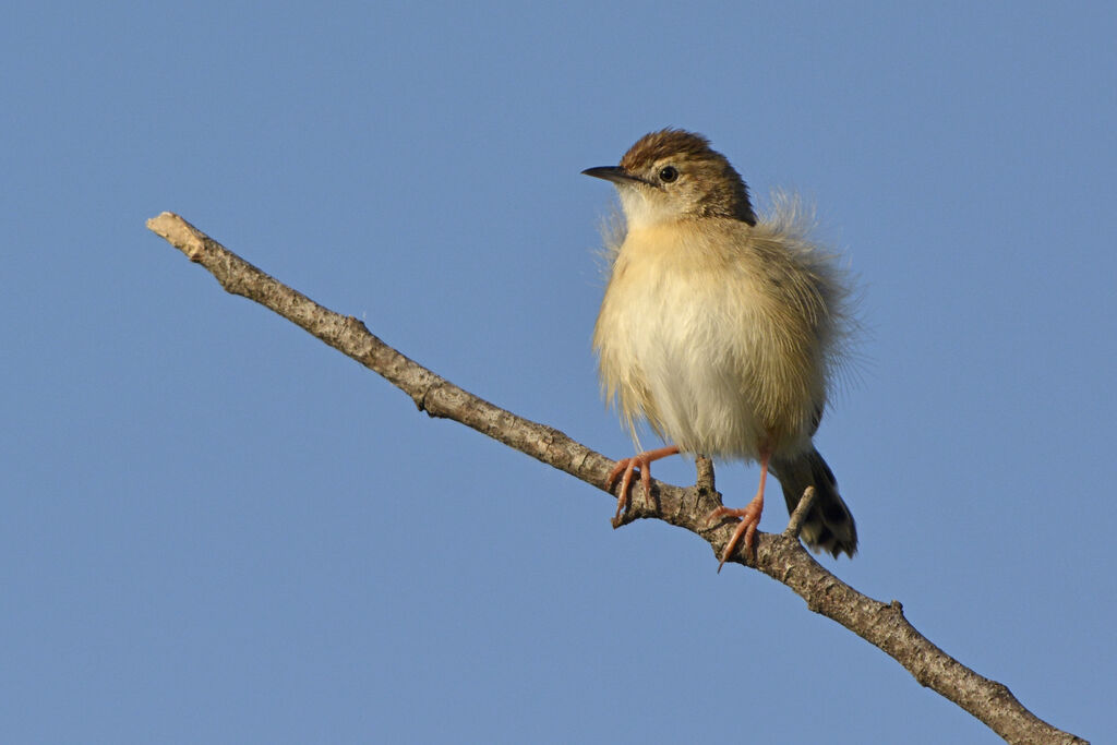 Zitting Cisticola, identification